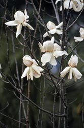 magnolia campbellii thumbnail graphic